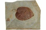 Fossil Leaf (Davidia) - Montana #188649-1